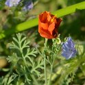 Eschscholzia californica 'Ballerina'